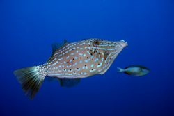 Scrawled Filefish. Roatan, HN by Jon Kreider 